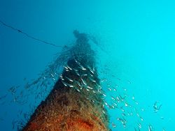 Mast on the Rosalie Moller wreck taken with E300. by Nikki Van Veelen 